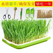 Cat Grass Hydroponic Cat Supplies Young Cat Oral Potted Hair to Mao Ball Cat Grass Potted Cat Grass Seed