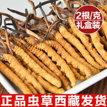 Cordyceps Flagship Store Cordyceps Dry 2 1g Cordyceps Gift Gift 10g gift box