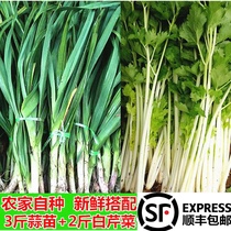 Farmhouse fresh garlic sprouts red garlic white celery with small fragrant garlic white parsley vegetables 2-4kg