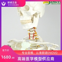 ENOVO 170CM human skeleton model Art medical yoga fitness skeleton model detachable