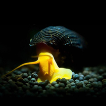 Orange rabbit snail Sulawesi imported rabbit ornamental pet snail shrimp snail yellow meat screw algae removal tool snail living body