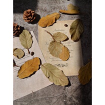 Eurostyle Retro Wind Dry Leaves Gourmet Photography Decoration Coffee Shop Creative Background Pendulum photography Photography Props