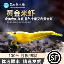 Yellow Rice Shrimp Freshwater Grass Vat Ornamental Shrimp Living Removing Algae Tools Wide Back Fine Back Shrimp Yellow Gold Rice Shrimp Pet Clean Shrimp
