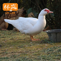 Farm red-faced duck Young duck earth duck Old duck Clear water duck Grain-fed duck Fresh duck meat freshly slaughtered