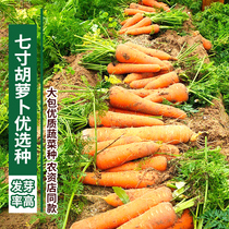 Changfeng seven-inch carrot seeds farmland courtyard balcony potted southern high-yield vegetable seeds Four Seasons sowing