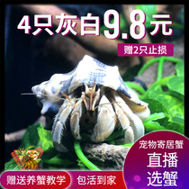 Lu Sheng Freshwater Strawberry Grey white BlackBerry Deep Purple Lila Pale Purple Western Berries Hosts Crab Ornamental Shrimp Crab Pet Crab New Hands