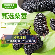 Populus Hu Yangfeng Xinjiang wild ready-to-eat mulberry dried black mulberry fruit Super no-add pregnant snacks 500g