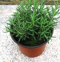 Desktop potted lost fragrance seedlings edible vanilla plant mosquito repellent grass Rosemary refreshing