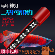 Horse seal lamp fish tank lamp LED lamp waterproof Red Dragon color enhancement color enhancement hair color dragon fish special three primary colors