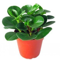 Bean Flap Green Plant Indoor Tabletop Small Potted Plant Good Breeding Flower Office Hydroponic Mini Swing Piece Beyu