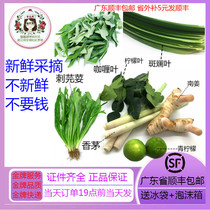  Fresh colorful leaves Lemon leaves South Ginger Curry leaves Lemongrass thorn Coriander 500g non-fresh package return