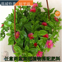 Peony hanging orchid potted plant indoor hanging evergreen Andrographis Lotus green Diola Chiba leaf Ivy water cultivation