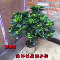 Gardenia Flower Potted Plant Large Sapling With Flower Buds Indoor Strong Scent Type Large Leaf Unique Pole Peony Flowers Constantly Blooming All Season