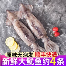 Squid fresh frozen whole oversized fresh seafood aquatic barbecue squid Whiskers deep sea wild fish Commercial
