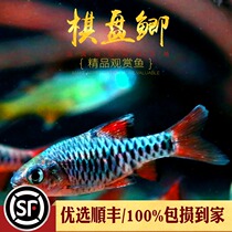 Board Crucian Carp Small Fish Native Cold Water Fish Red Wings Diamonds Rainbow Diamonds Crucian Aquatic Tropical Ornamental Fish Living