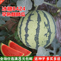 Fruit and vegetable seeds 8424 unicorn watermelon seeds balcony garden potted pastoral planting red soil watermelon seeds