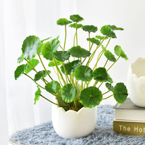 Simulation Long Copper Money Grass Fake Flower Family Residence Decoration Goods Living Room Restaurant Flower Arrangement Flower Art Green Planting Silk Flower Bouquet