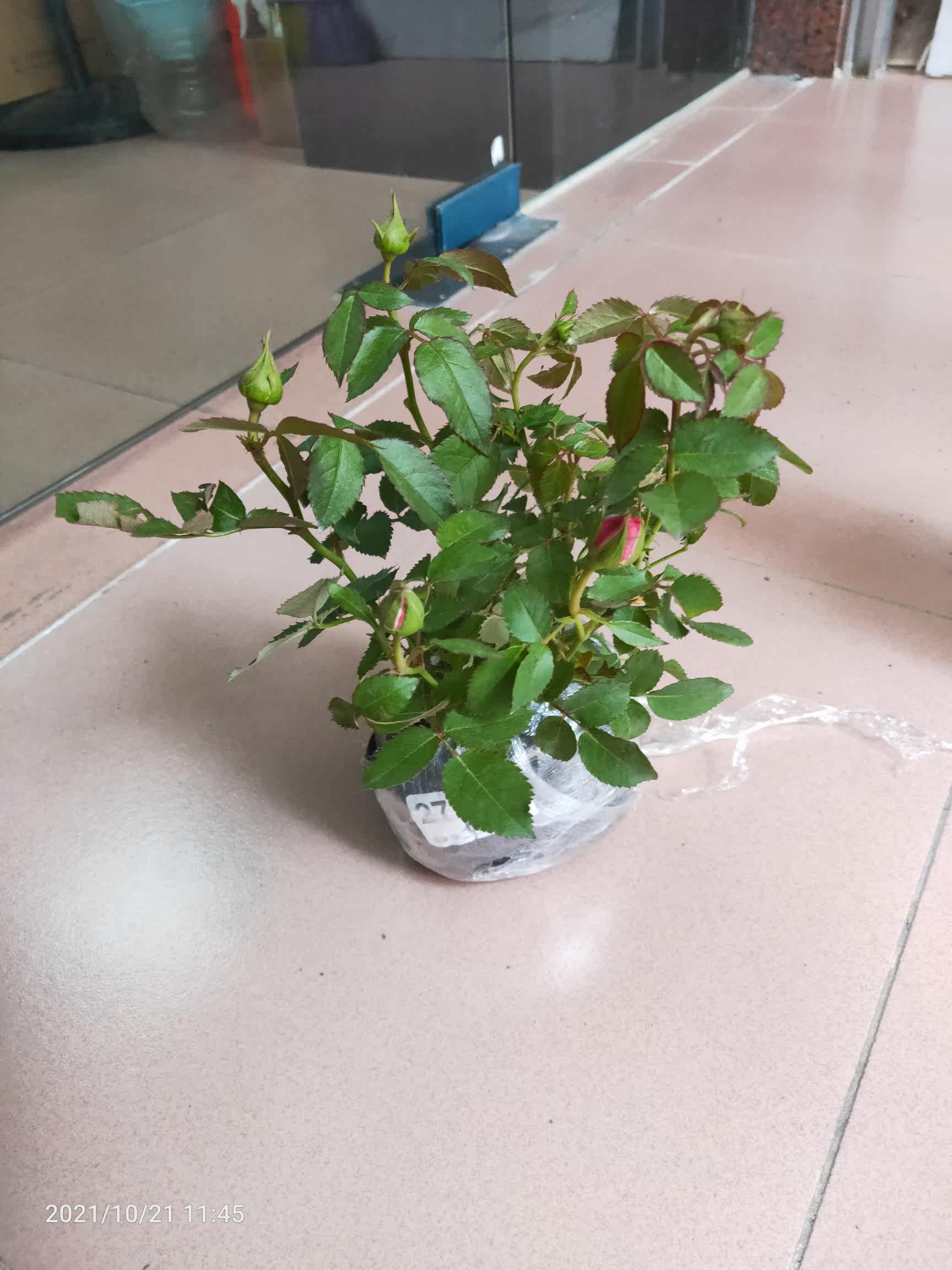 真实测评微月海神王花卉好不好呢？请问怎么样？内行分析实际情况