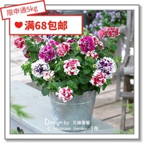 Flower edge Pickles imported flower seeds * Pan American * double Petunia * rotating Glory 10 pills