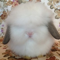 Small pet home-cultivated pet rabbit long-haired Angola cat cat rabbit piercing rabbit living rabbit