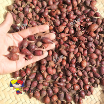 Golden Sakura fruit dried goods Guangxi wild golden cherry Golden Yingzi prickly pear bee sugar jar betel nut fructose Orange 500g