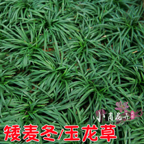 Japanese Dwarf Jade Dragon grass high-grade courtyard outdoor planting dwarf japonicus seedlings evergreen shade-tolerant ground cover plants