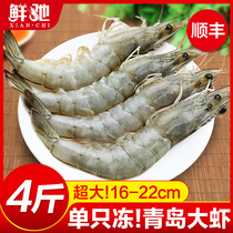 Prawns live super large base shrimp Qingdao extra large green shrimp frozen fresh prawns sea catch shrimp shrimp seafood aquatic products