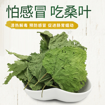 Natural dried mulberry leaves Rabbit Chinchilla Guinea pig Small pet snack Hay forage fire-reducing anti-inflammatory detoxification health standing grass