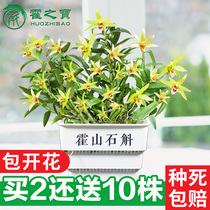 Huoshan iron Dendrobium flower dendrobium seedlings potted 3-year dendrobium planting with flowers 20 edible indoor seedlings