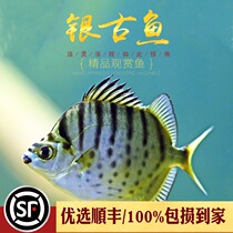 Silver Antique Fish Gold Drum Silver Valley Fish Sea Water Desalinated Freshwater Fish Large Matching Fish Gold Thread Hat-trick Tropical Ornamental Fish Living