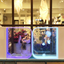 Professional jellyfish tank aquarium living family Sea Moon color medium-sized light jellyfish living thing special