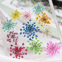 Snow bead flower buds dried flowers dried flowers flower specimens epoxy mobile phone shell real flower nail art face decoration childrens handmade