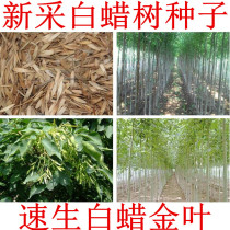 White Wax Seed for the Section Golden Leaf White wax seed Giant Leaf Large Leaf Tree Seed Speed Raw White Wax Seed White Wax Tree Seed