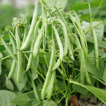  Early ripening ground bean seeds Green bean seeds Rackless beans Dwarf non-rack courtyard balcony Vegetable seeds relict bean seeds