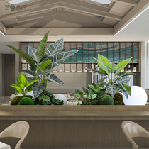 Roman Mom Small Miniature Landscape Landing Fake Plant Bonsai Decoration Emulation Turquoise Turtle Back Rigging Indoor Corner