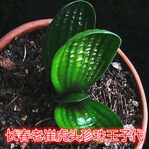 Changchun Laocui boutique hemp face tiger head pearl King Clivia Miaokeng pattern steel plate wide leaf round head potted flowers