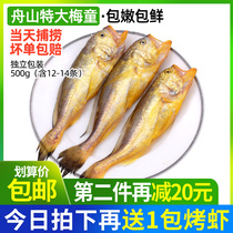 Zhoushan fresh oversized plum boy fish 500g sea catch yellow croaker yellow croaker frozen seafood aquatic products fresh fresh sea fish