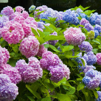 Hydrangea potted garden balcony hardy plant flower potted endless summer hydrangea seedlings bloom all seasons