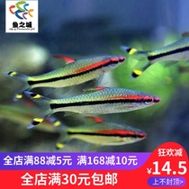 Light fish collection traffic light fish light fish light fish one eyebrow Taoist small tropical ornamental fish freshwater fish pet live