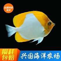 Diamond Butterfly butterfly Diamond Butterfly Butterfly doesnt eat Coral Halibut Fish Live Seawater Fish Nets Coral Vat Safety