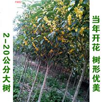 Tree Miao Tree courtyard Golden Gui Four Seasons Gui Miao Potted area