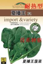 Summer sowing King spinach seeds resistant to bolting high yield disease resistance summer and autumn sowing vegetable seeds
