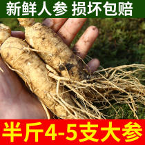 Buy 2 Fat 500g1 kilos Tohoku Long white Mountain with fresh ginseng Fresh ginseng Ginseng Bubble Wine Big is not wild Mountain Participation