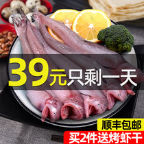 Zhoushan Fresh nine belly fish tofu fish fish fish water gurgling live sea fish frozen seafood aquatic products 3kg
