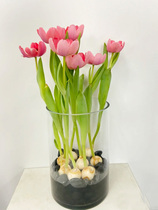 Tulip seed Water bacon Four Seasons Flowering Indoor Outside Lily Flowers Seeds All Season Good Breeding Potted Plant Species Balls
