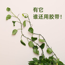 Household self-adhesive incognito Green Luo wall climbing artifact Green plant climbing fixture vine wall wall hanging fixing buckle