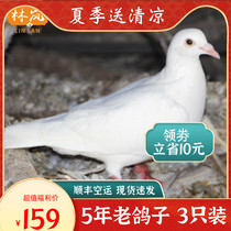 Farm 5-year-old pigeons 3 old pigeons Soil pigeons Fresh pigeon meat Carrier pigeons Live pigeons are killed