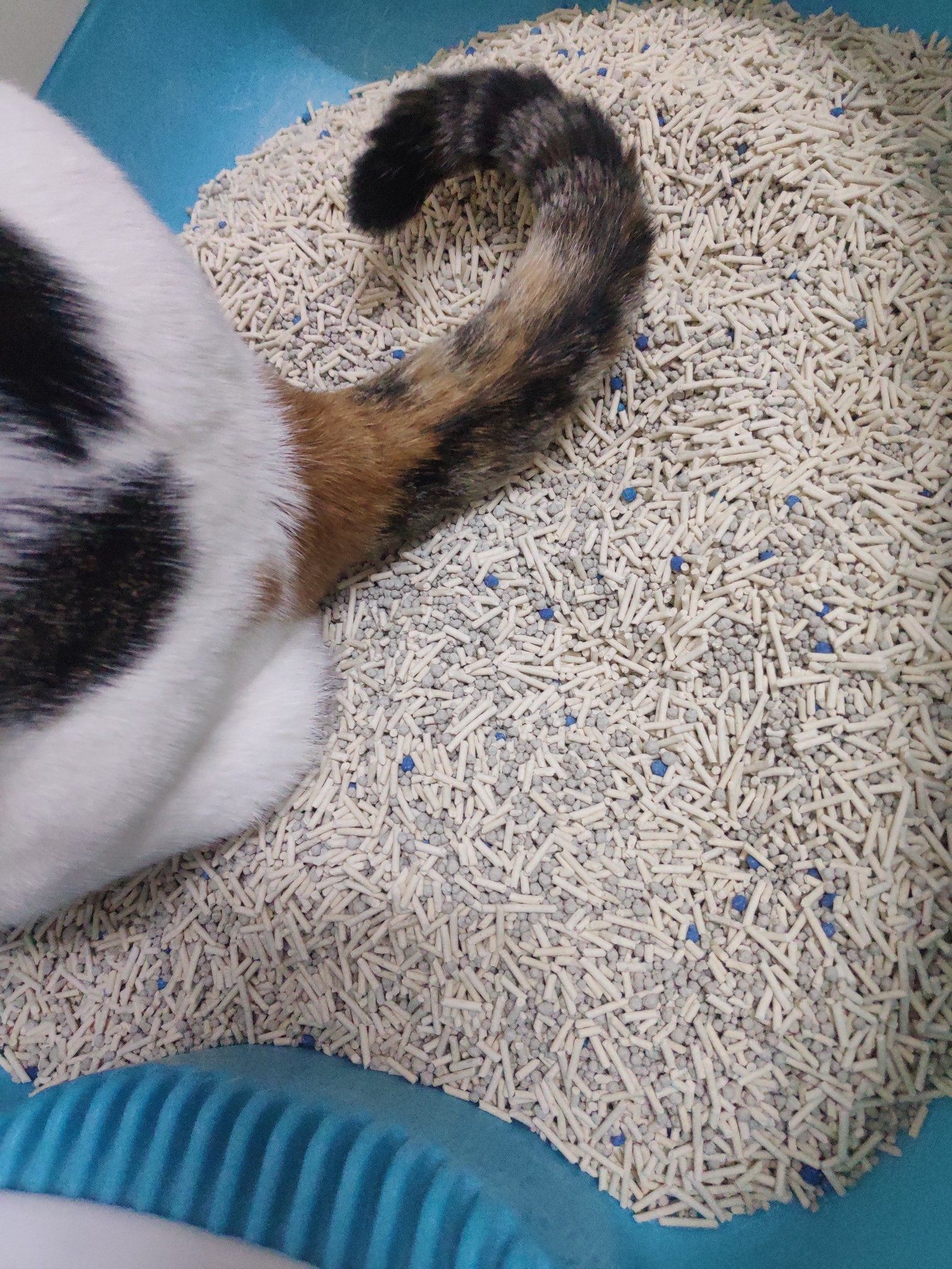 综合吐槽姿美堂酵素的副与危害性猫砂优缺点如何?看一看?少上当