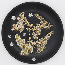 Pearl plum branch bud dry flower embossing DIY handmade EPOXY mobile phone shell flower photo frame bookmark activity material