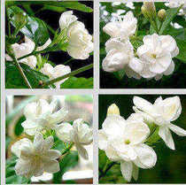 Green plant floral white Jasmine flower potted jasmine flower potted and fragrant flowers